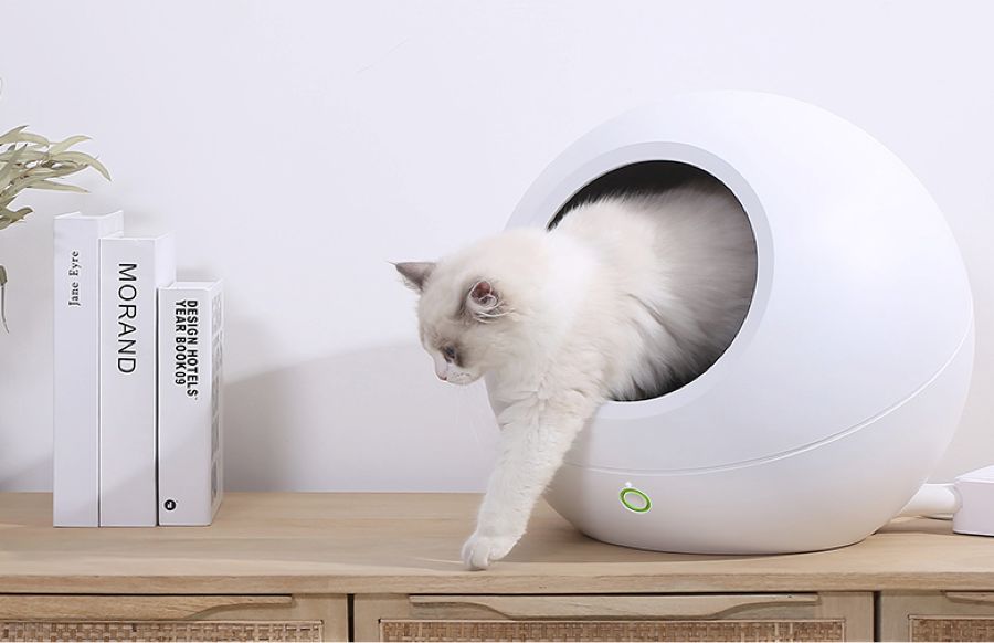 比魏璎珞还受宠！吹专用小空调、吃袋鼠肉口粮，这些猫狗“小主们”过得忒精致