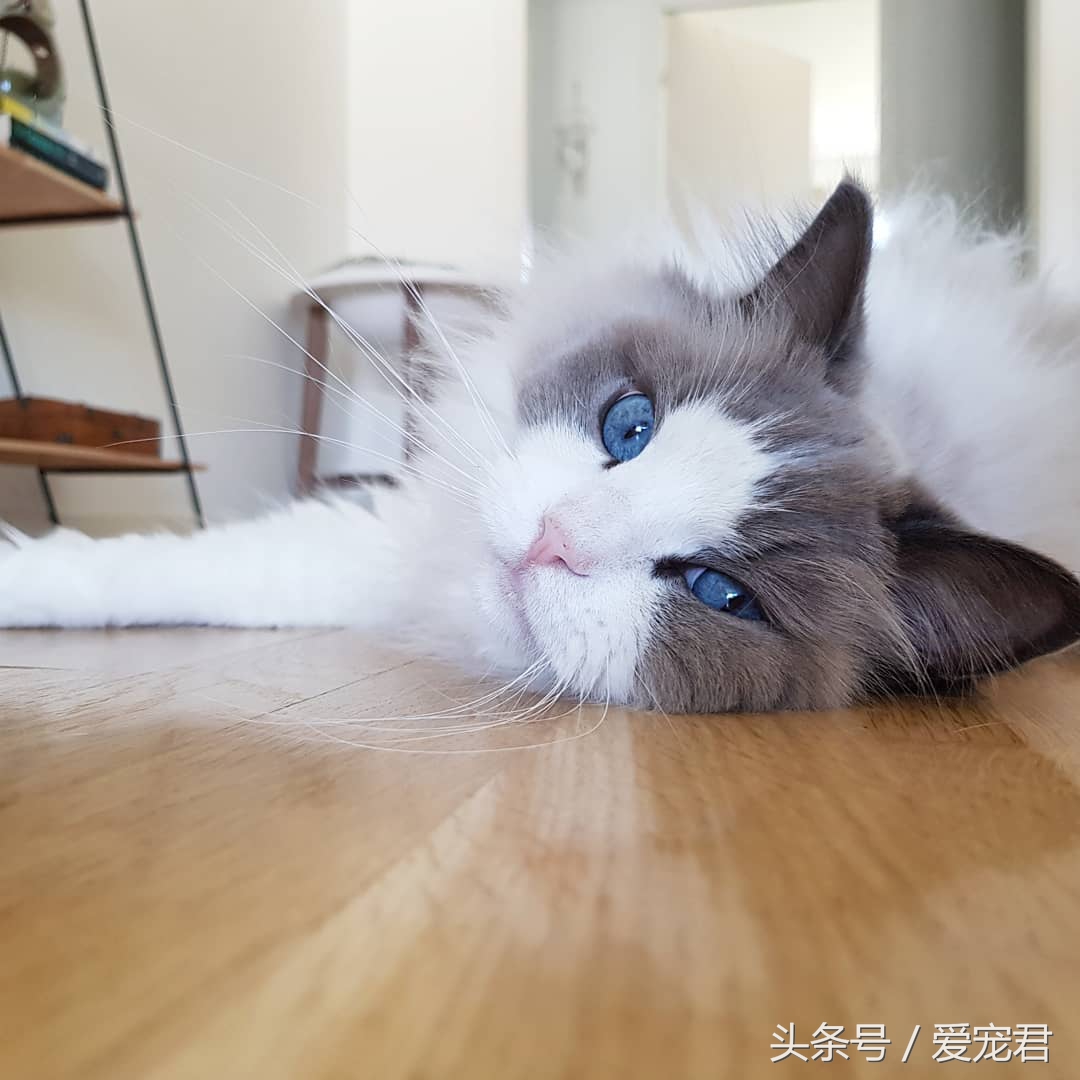 猫咪独自在家怎么避免孤独,猫咪经常在家会无聊吗