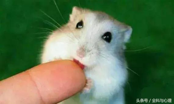 被老鼠、仓鼠、兔子甚至人咬了，要打疫苗吗？