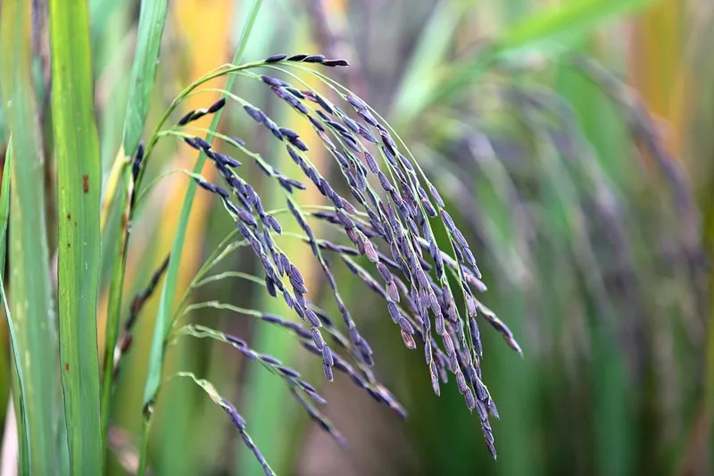 威远有一片神奇的土地，种出神奇的东西，据说吃了能长寿……