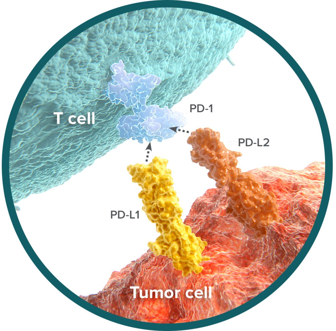 重磅首个国产新冠口服药获批上市,国产pd1免疫制剂什么时候上市