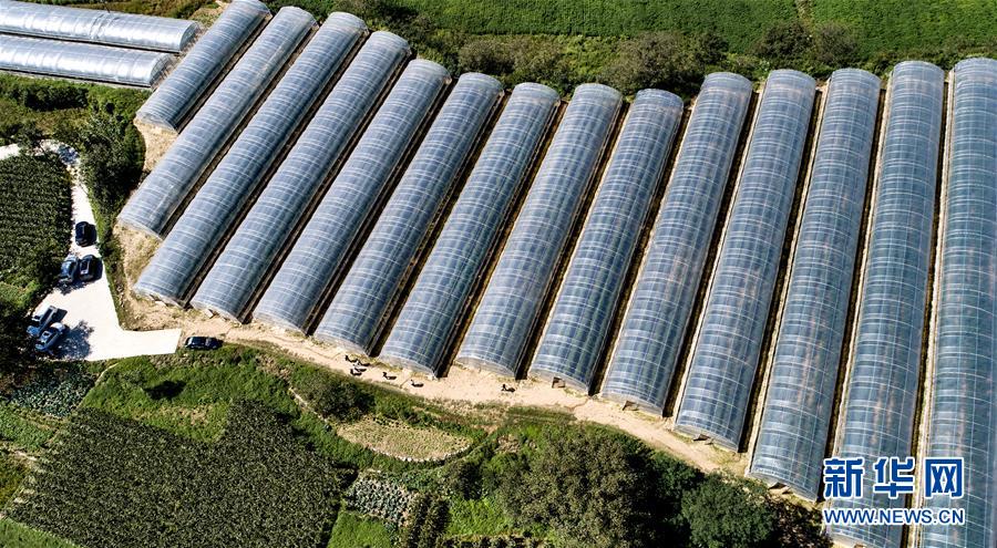 岐山县金蛋蛋,金蛋蛋陕西