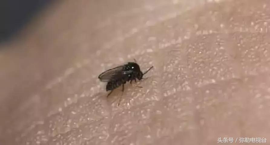 弥勒蚊虫消杀,弥勒病媒消杀