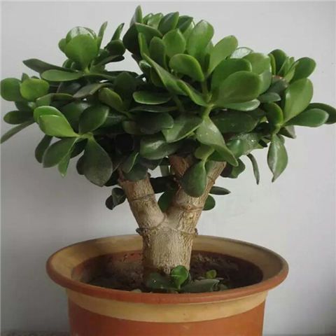 富贵花金玉满堂怎么栽培,6种长寿花能活一百年漂亮又吉利