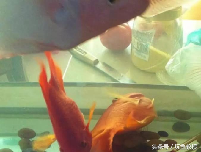 被电死了供电局怎么赔偿,供电故障停电的鱼死了谁的责任