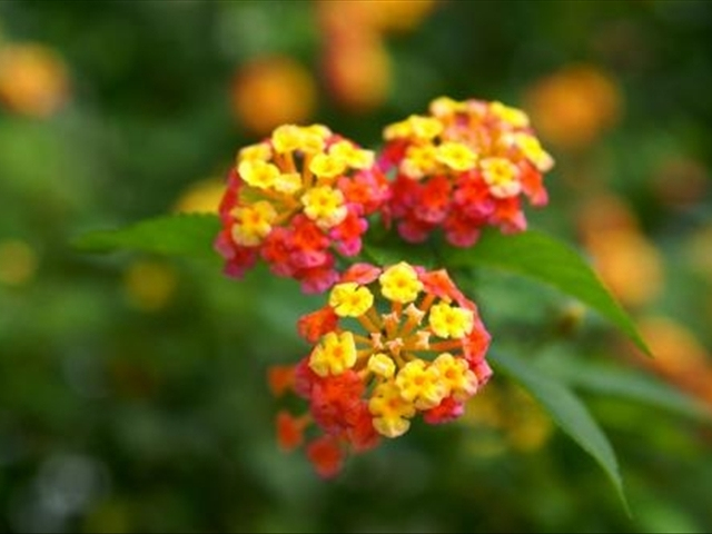 如意花的正确养殖方法,如意花怎么养殖