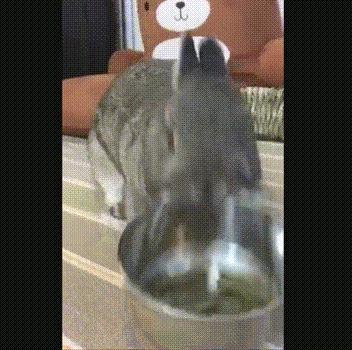 荷兰禁售活海鲜！龙虾螃蟹全冰冻，中国胃谁拯救？