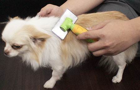 宠物为什么会容易丢失呢,宠物掉毛是什么原因