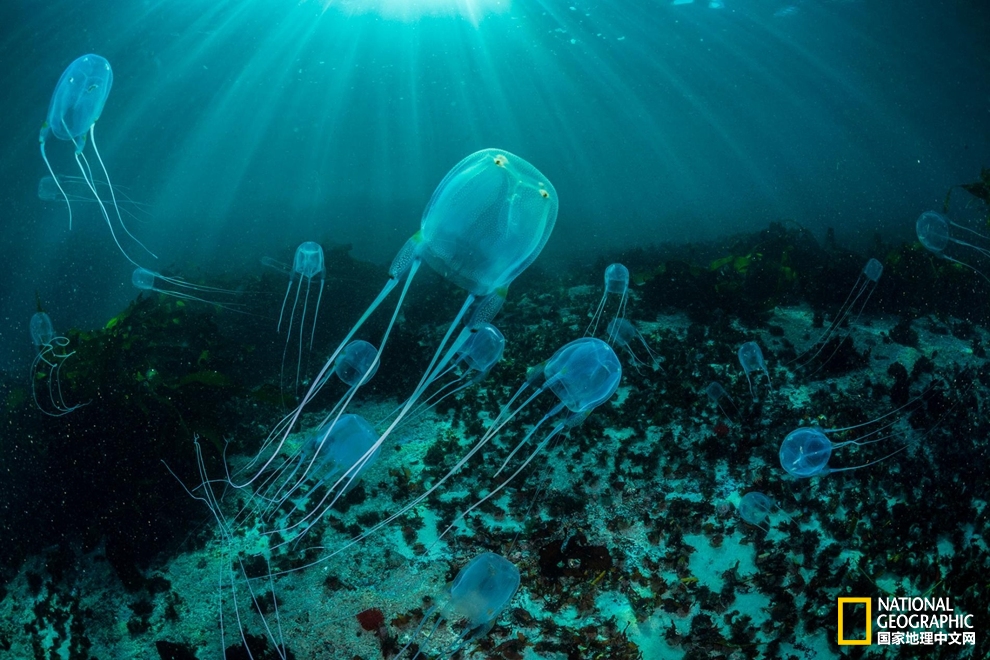 没有大脑的水母,没有脑袋的水母
