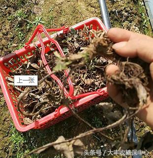 种草莓1年苗还是两年苗好,种草莓老苗好还是新苗好