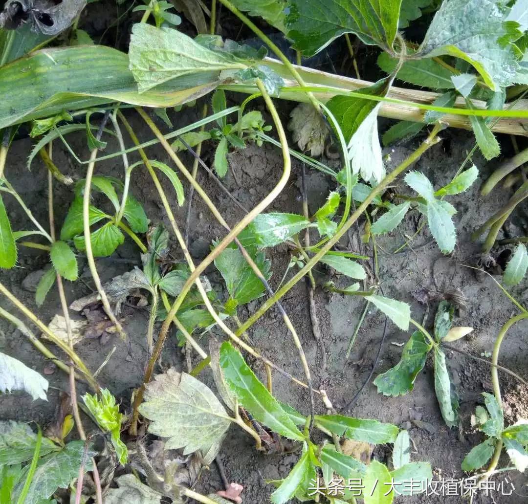 种草莓1年苗还是两年苗好,种草莓老苗好还是新苗好