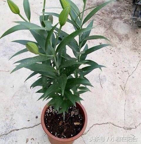 秋天种盆它,比吊兰还好养,开花一丛丛,花香满屋