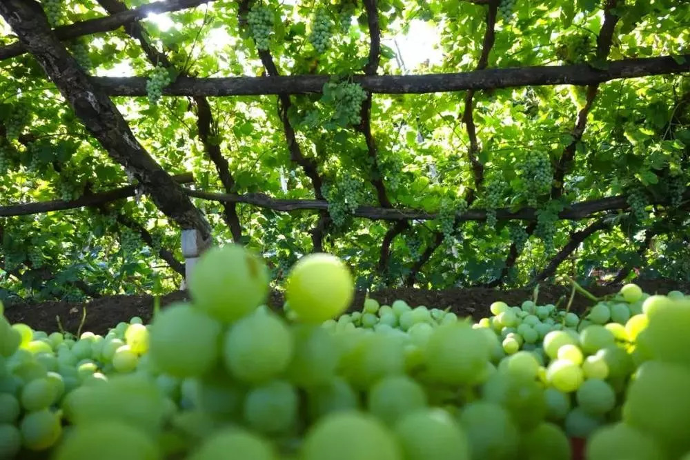 葡萄采摘园观光旅游,采摘葡萄一日游优质推荐
