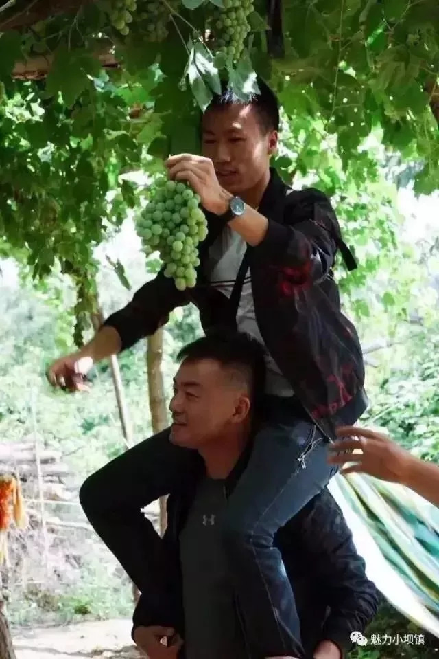 葡萄采摘园观光旅游,采摘葡萄一日游优质推荐