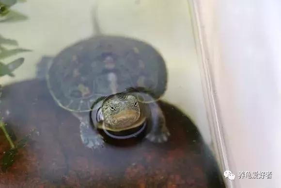 16种常见龟病症状和治疗方法,常见龟类品种大全图片