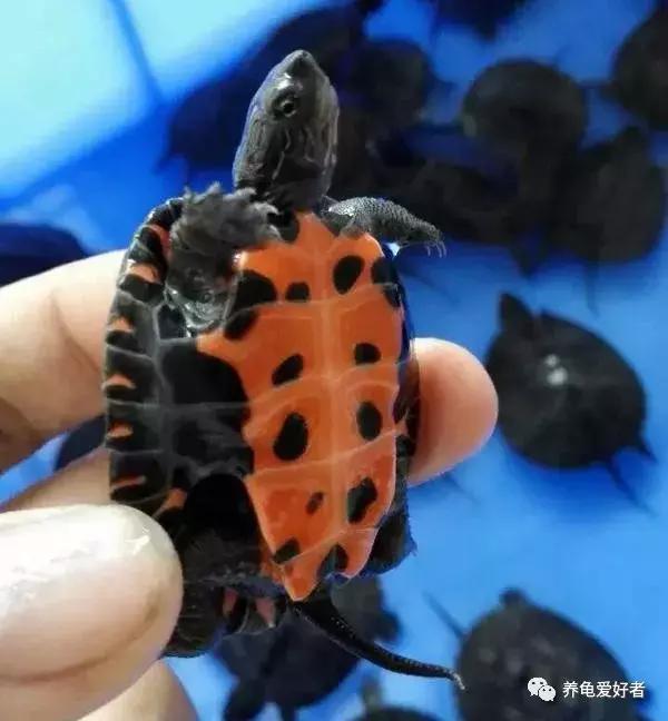 16种常见龟病症状和治疗方法,常见龟类品种大全图片