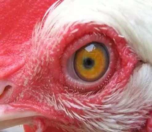 鸡用马立克氏疫苗分几种,鸡马立克氏病二价灭活疫苗