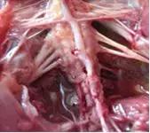 鸡用马立克氏疫苗分几种,鸡马立克氏病二价灭活疫苗