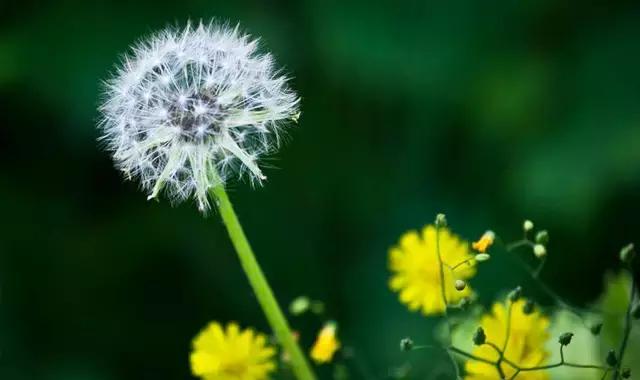 什么野菜养生最好吃,野菜纯天然有营养你知道怎么吃吗