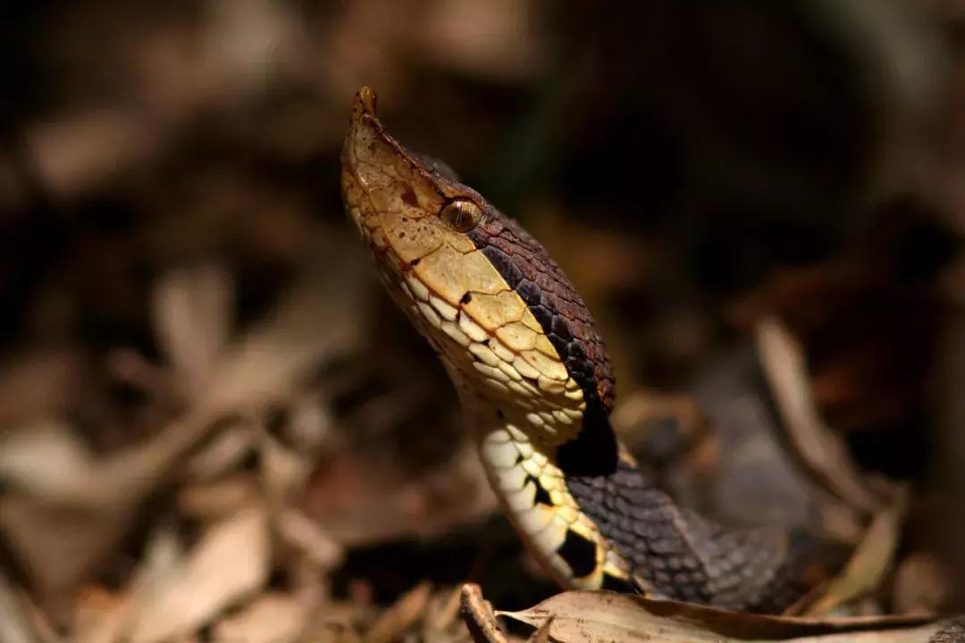 蛇和蟒和蚺都是什么物种,蛇蟒蚺蛟的区别