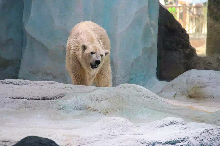 一天游珠海长隆海洋王国亲子攻略,珠海长隆海洋王国亲子游北极熊