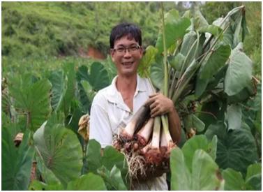 芋苗特色小吃,广西芋苗正宗做法