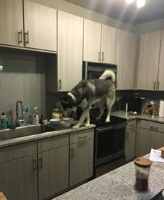 狗在猫砂盆里拉屎猫会怎么样,为什么有的狗会在猫砂盆拉屎