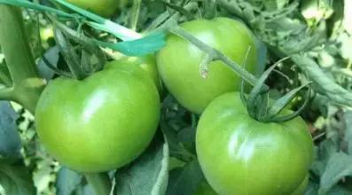 日常中容易引起中毒的蔬菜,这六种蔬菜吃前不焯水等于在服毒