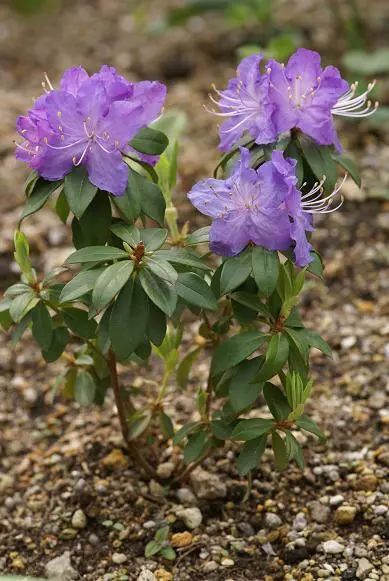 好种植的藤本植物,45种植物图片