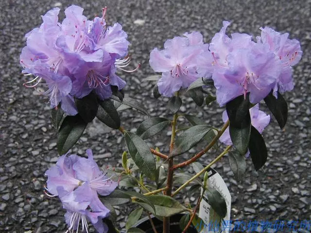 好种植的藤本植物,45种植物图片