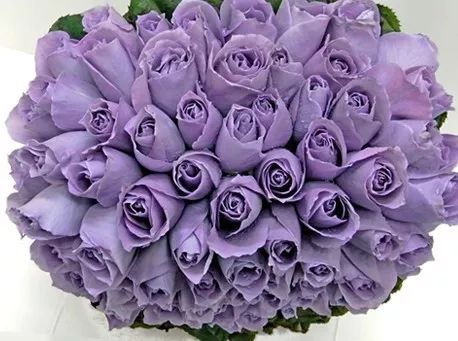 好种植的藤本植物,45种植物图片