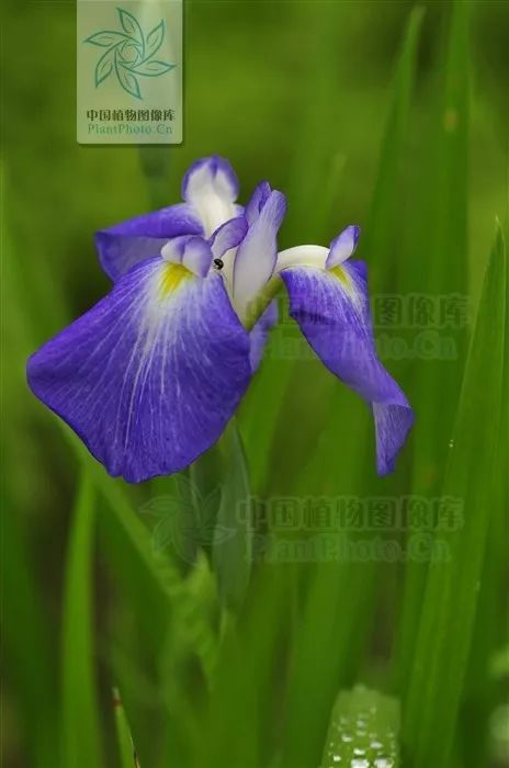 好种植的藤本植物,45种植物图片