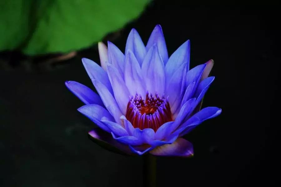 好种植的藤本植物,45种植物图片