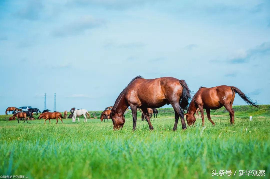 夏天大草原旅行 (夏天旅行大草原)