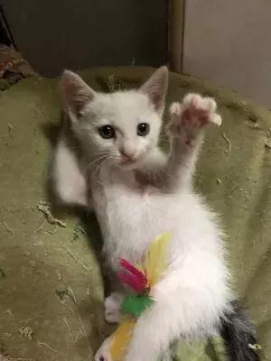 猫狗大战联盟猫咪,猫狗大联盟视频