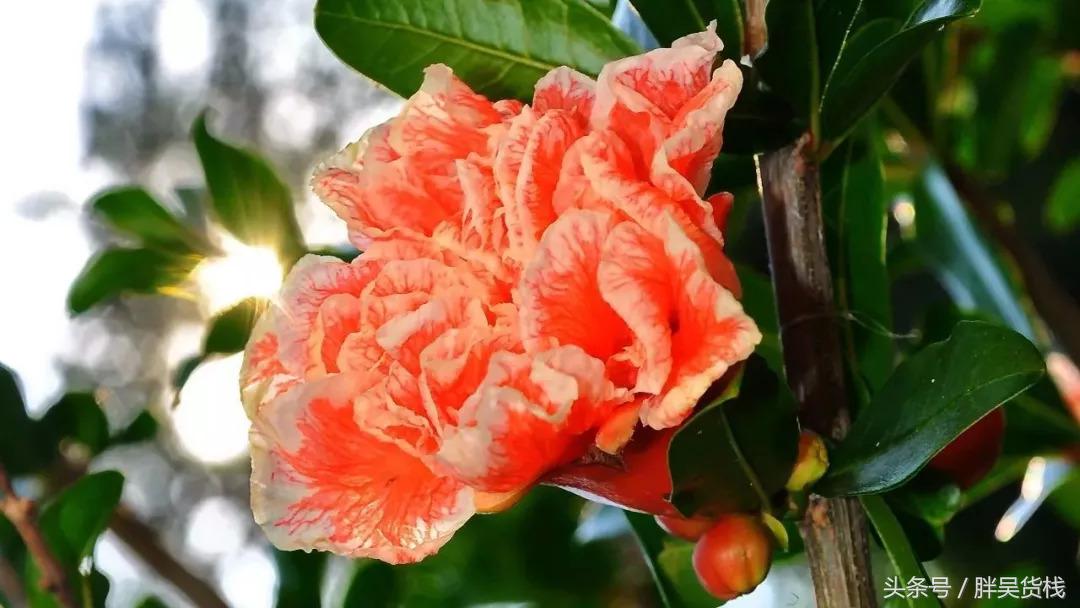 最爱的突尼斯软籽石榴,不用吐籽的突尼斯石榴