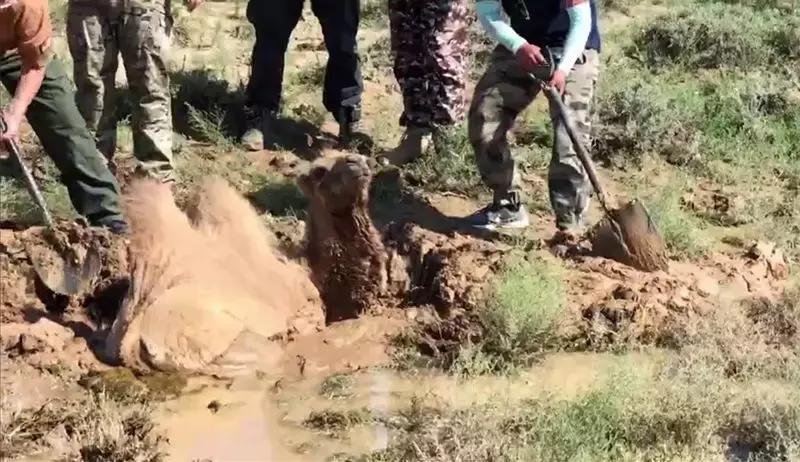 骆驼妈妈讲故事,骆驼妈妈完整版