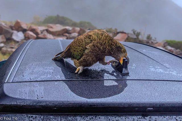 澳大利亚和新西兰旅行哪个贵,澳大利亚和新西兰怎么玩