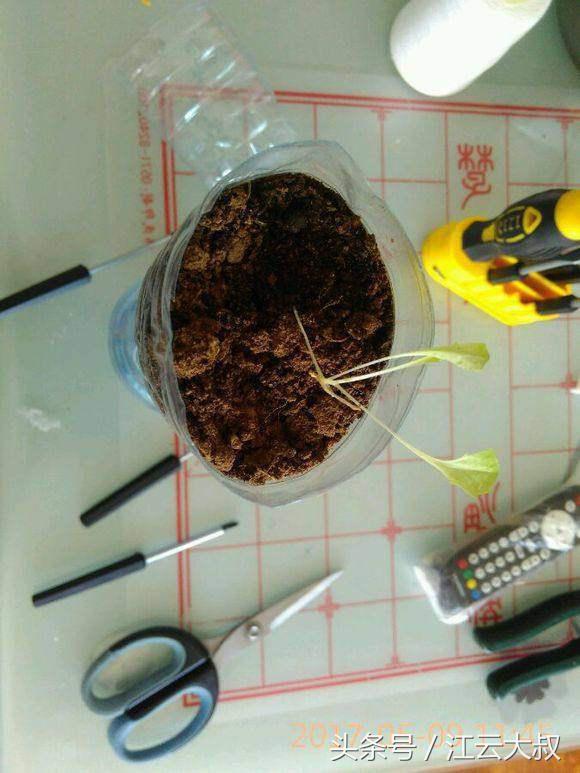 自动盆栽花卉浇水器,自制懒人盆栽浇水神器