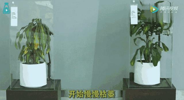 二次元的死亡发型,二次元的死亡瞬间