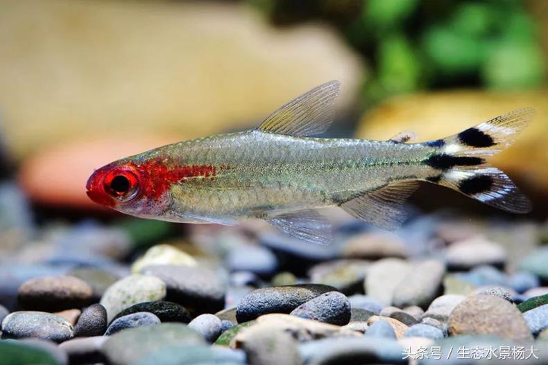 红鼻剪刀家族区分