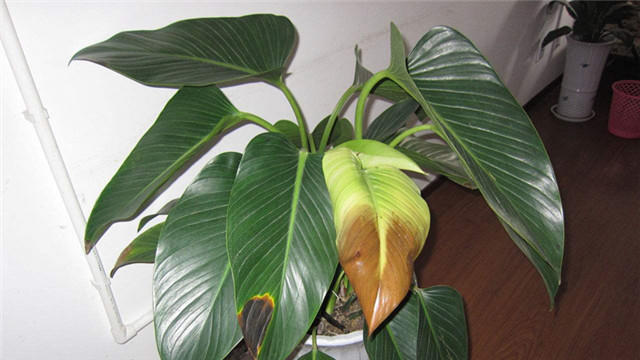 金钻的叶子发黄腐烂怎么办,金钻绿植叶子卷起来什么原因