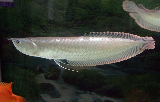 银龙鱼怎么养鳞片更有光泽,银龙鱼怎么养小视频