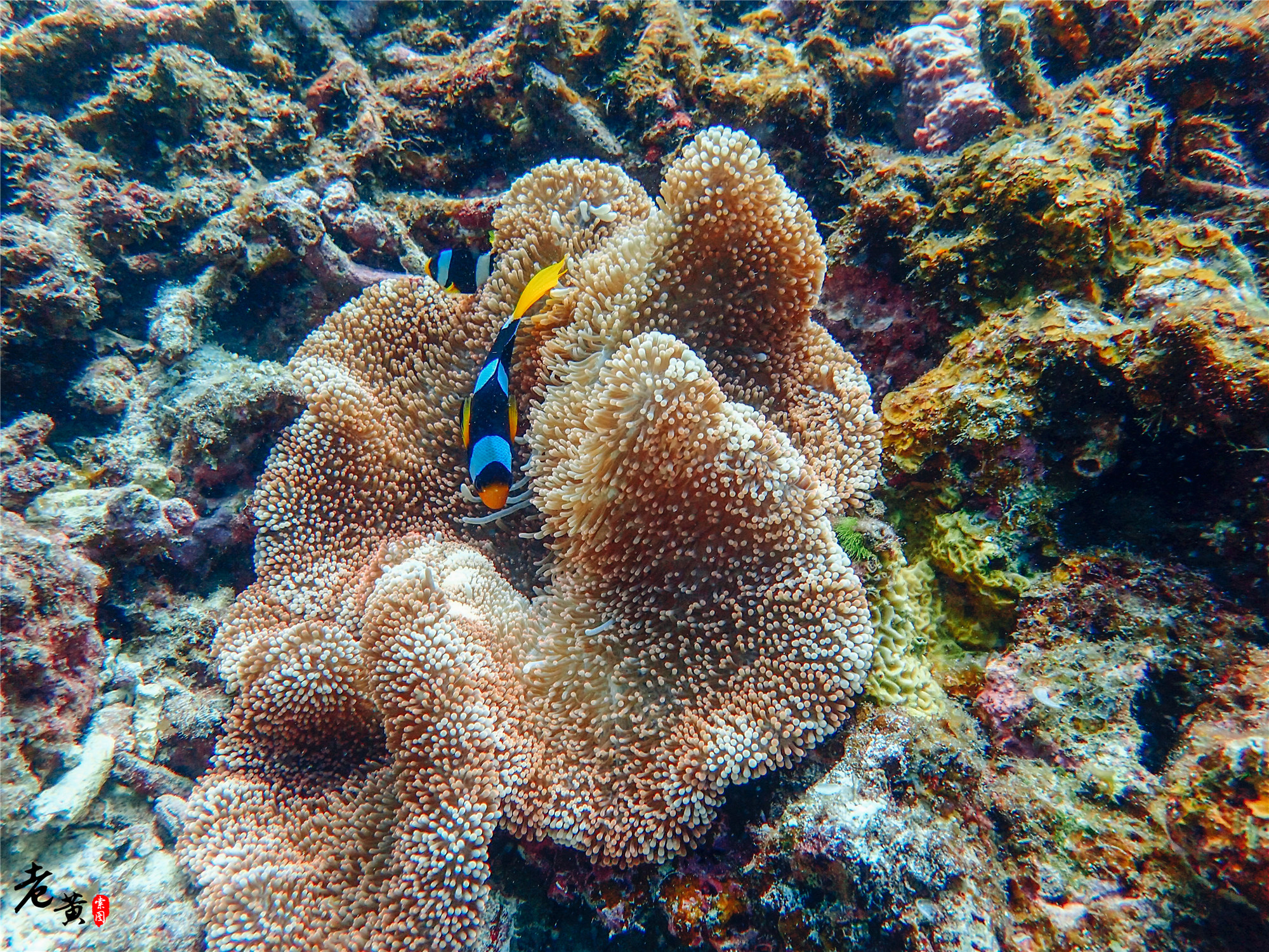 普吉岛深潜在哪里能遇到鱼群风暴,泰国大小皇帝岛潜水