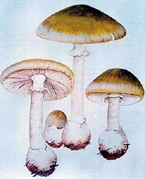 青海毒蘑菇图鉴,常见毒蘑菇图鉴福建