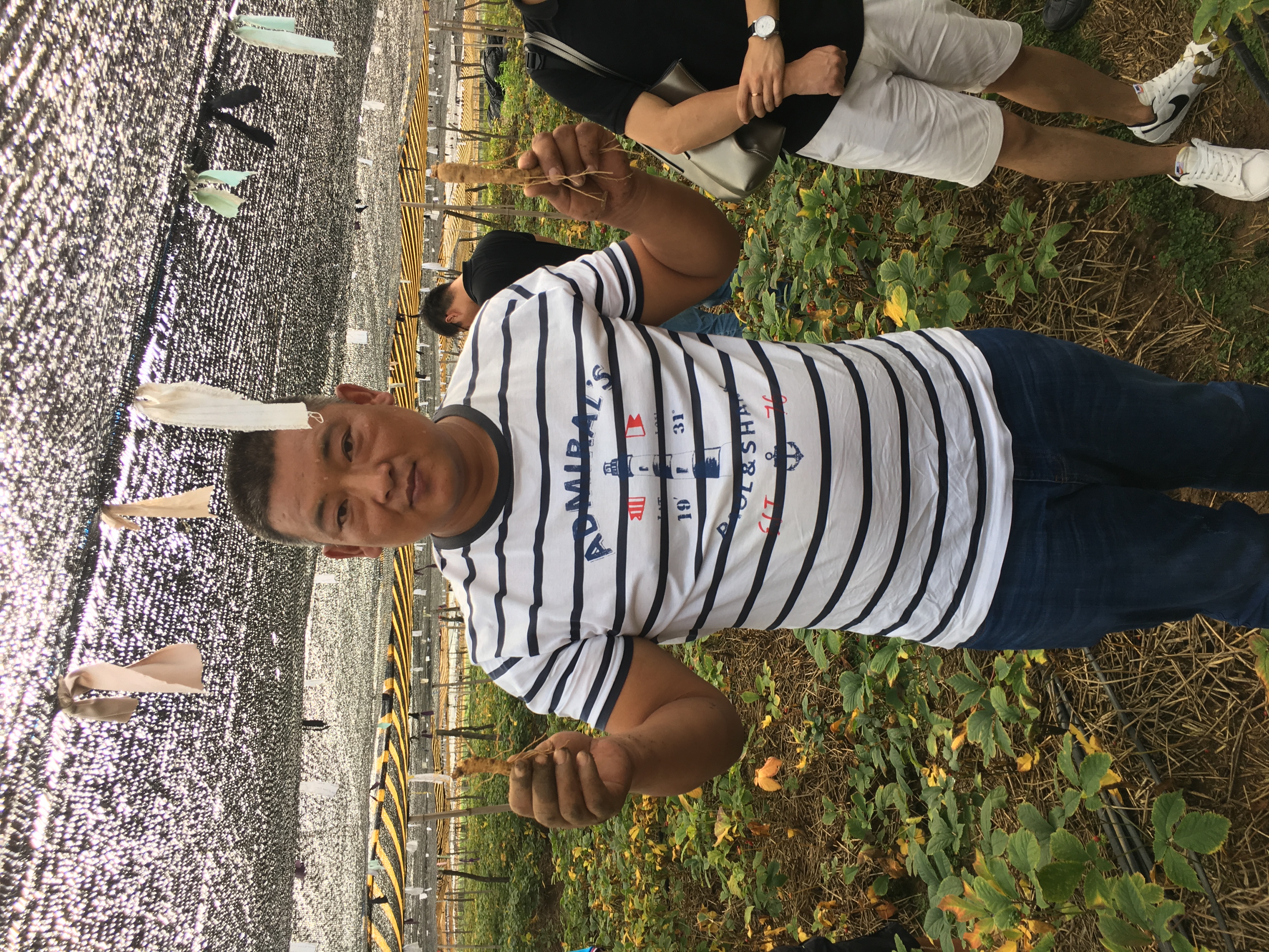 中国西洋参种植基地,20年西洋参