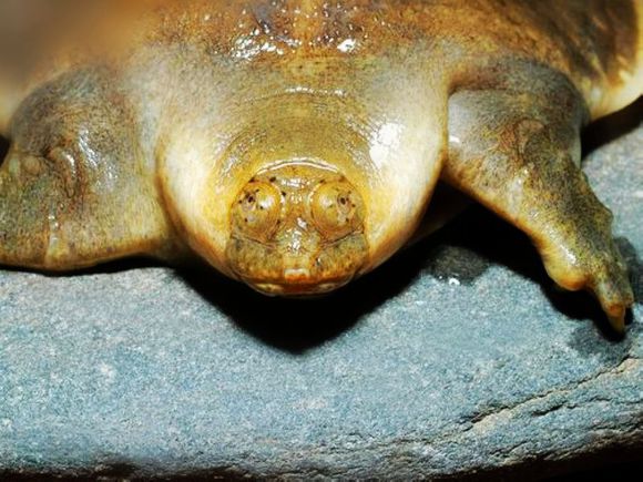 科普龟类知识视频展示,所有龟鳖类动物