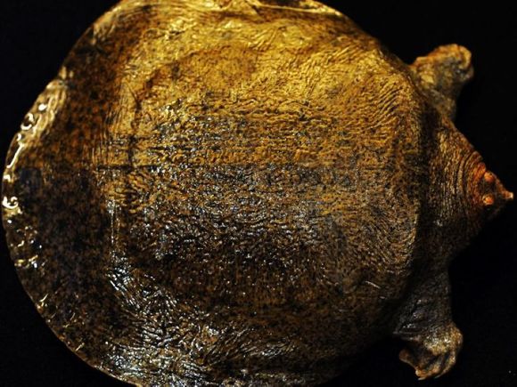 龟鳖目动物大全及图片,所有龟鳖类动物