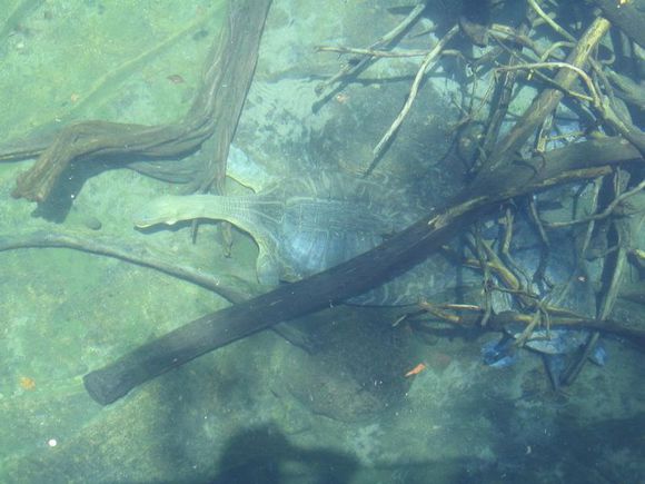 科普龟类知识视频展示,所有龟鳖类动物