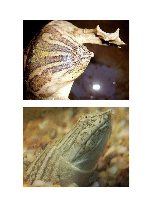 龟鳖目动物大全及图片,所有龟鳖类动物